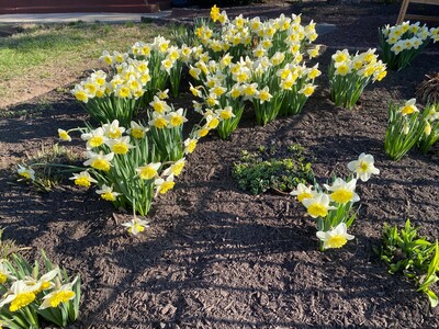 May 11: One-a-Day: Flowers--Nature's Eye Candy