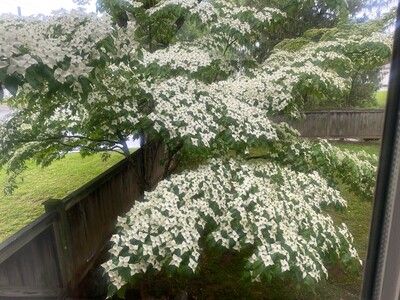 May 21: One-a-Day: Flowers--Nature's Eye Candy