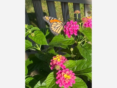 May 19: One-a-Day: Flowers--Nature's Eye Candy