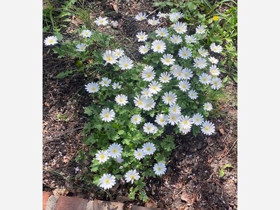 May 3: One-a-Day: Celebrating Flowers, Nature's Eye Candy