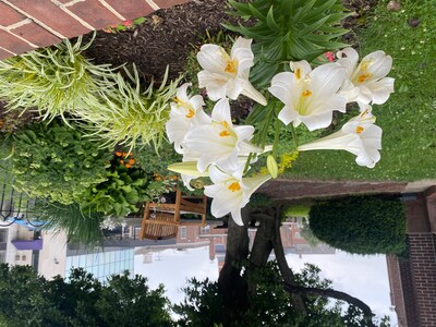 May 28; One-a-Day: Flowers--Nature's Eye Candy