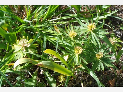 May 14: One-a-Day: Flowers--Nature's Eye Candy
