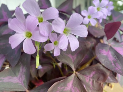 May 12: One-a-Day: Flowers--Nature's Eye Candy