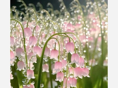May 6: One-a-Day: Flowers, Nature's Eye Candy