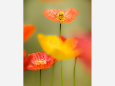 May 25: One-a-Day: Flowers--Nature's Eye Candy