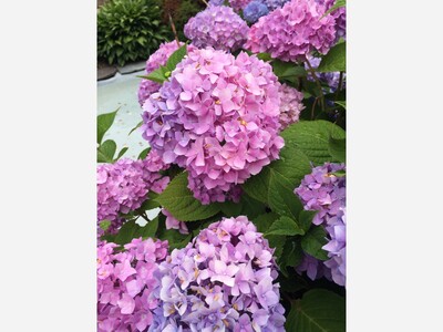 May 15: One-a-Day: Flowers--Nature's Eye Candy