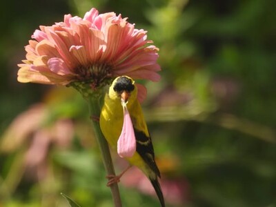 The Yellow Birds of Spring