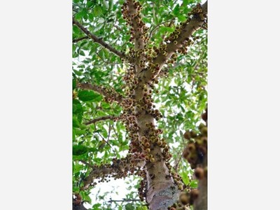   Bob Wood: Things to Know about Black Walnuts