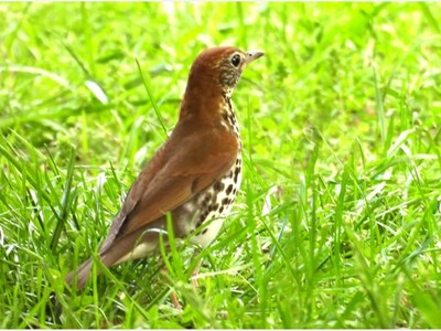 Bird of the Month - Wood Thrush