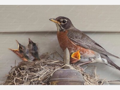 In Service: Tiny Birds Provide Entertainment, Inspiration & Wistful Farewells