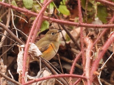 "Birders" Offer Details of Their "Big Year" Journey