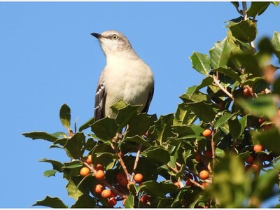 Bird of the Month - Northern Mockingbird