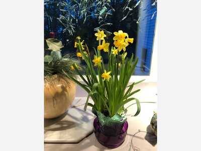 Spring Flowers Bring a Message from Beyond