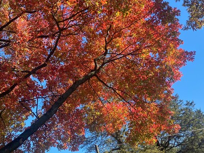 Autumn Arrives Bringing Reflection