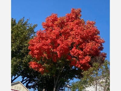 WOW! Brilliant Orange a Showstopper